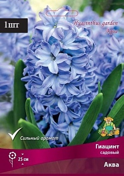 Гиацинт садовый Аква