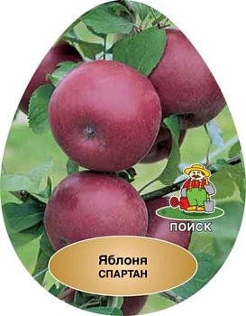 Яблоня Спартан (в агрономической сетке)