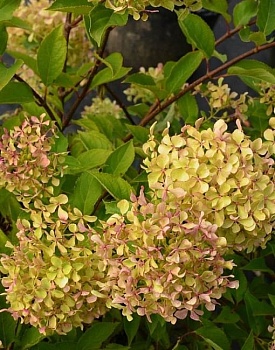 Гортензия метельчатая Жемчужина фестиваля