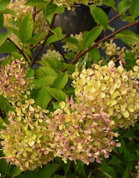 Гортензия метельчатая Жемчужина фестиваля с (1)