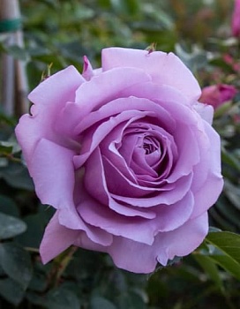 Роза флорибунда Лав Сонг