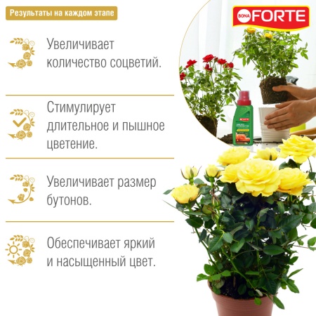 full_roze_krasota_rezult