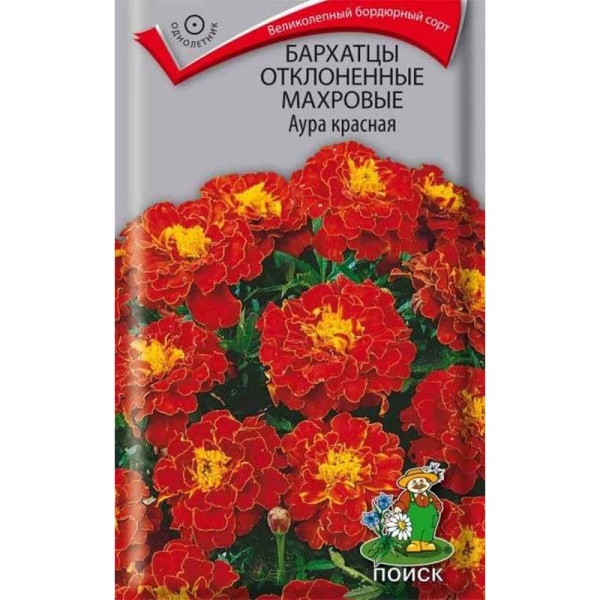 barkhatcy-otklonennye-makhrovye-aura-krasnaya