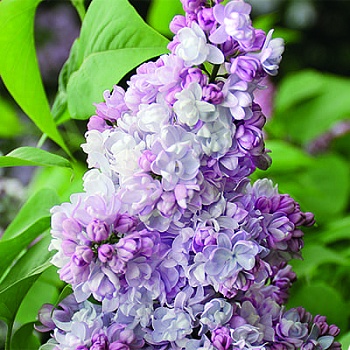 Сирень обыкновенная Московский иуниверситет