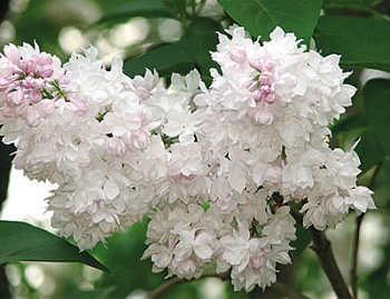 Сирень обыкновенная Красавица Москвы