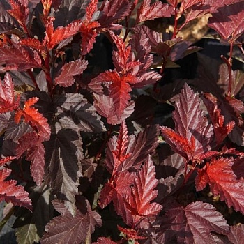 Пузыреплодник калинолистный Литтл Энжел