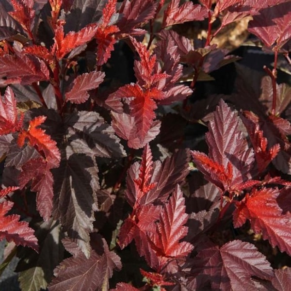 Пузыреплодник Литл ангел лист (1)