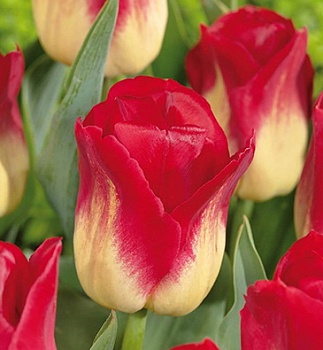 Тюльпан триумф Матч (Цена за 1 луковицу)
