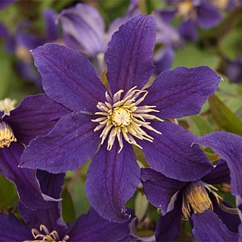 Клематис ботанический Хадсон Ривэ