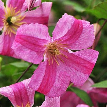 Клематис ботанический Краковяк