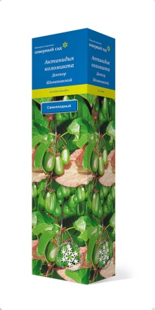 aktinidiya_kolomikta_dr_shimanovsky_3D
