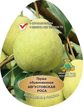 Груша Августовская Роса (в агрономической сетке)