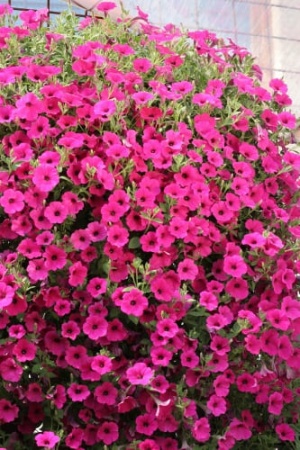 petunia_ampel_f1_purple_velvet_2 (1)