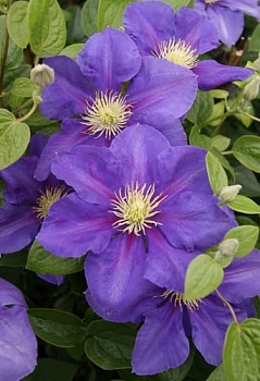 Клематис крупноцветковый Генерал Сикорски