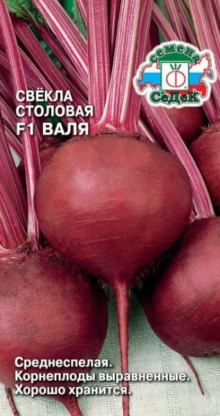 svekla_valya_stolovaya (1)