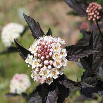 Пузыреплодник калинолистный Диаболо