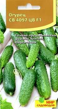 Огурец СВ 4097 5шт (Ч)