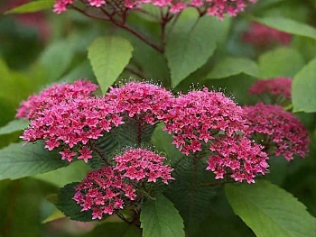 Спирея японская Дартс Ред