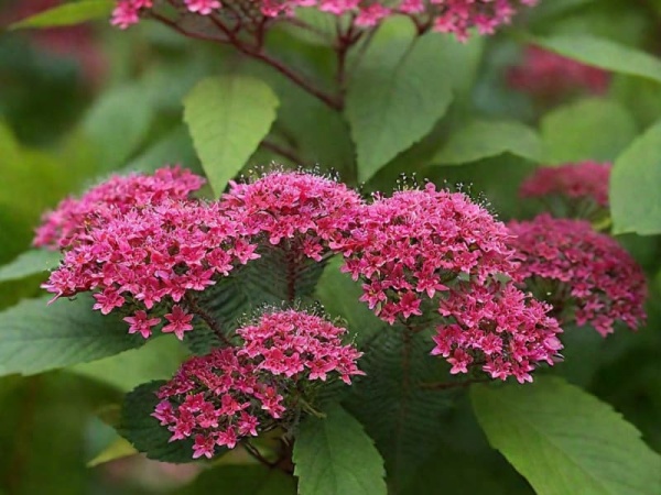 Спирея японская Дартс Ред