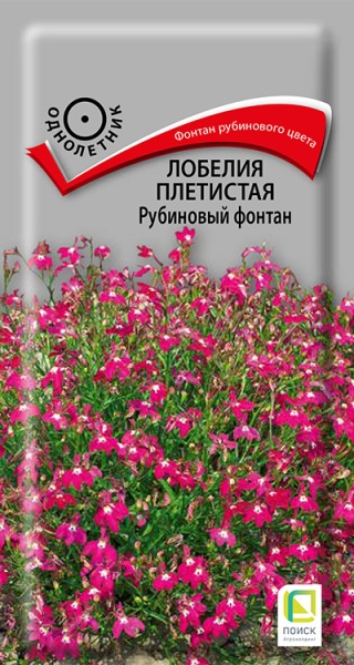 lobelia_pletistaya_rubinovy_fontan