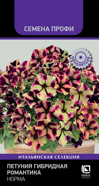 petunia_ampel_f1_shock_wave_kosmo