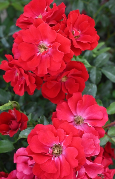 rosa_park_roter_korsar