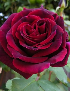 Роза чайно-гибридная Блэк Баккара