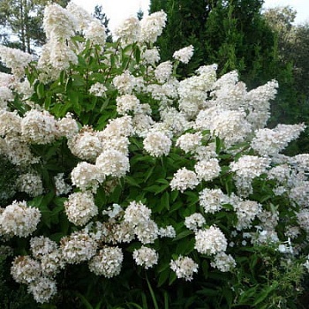 Гортензия метельчатая Грандифлора