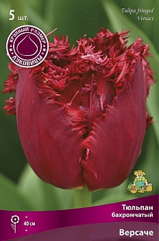 Тюльпан бахромчатый Версаче (Цена за 1 луковицу)
