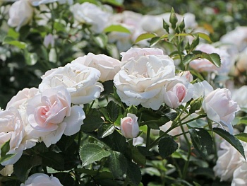 Роза флорибунда Аспирин