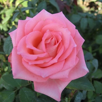 Роза флорибунда Квин Элизабет