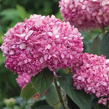 Гортензия древовидная Пинк Анабель