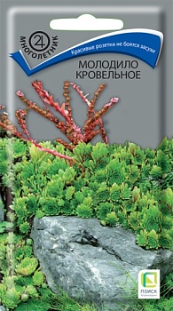 Молодило кровельное (0,01гр)
