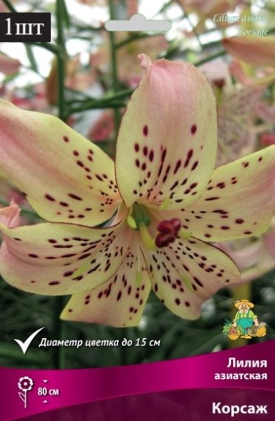image (51)