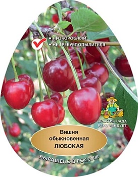 Вишня Любская (в агрономической сетке)