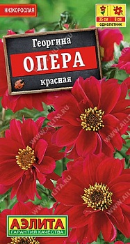 Георгина Опера красная 7шт