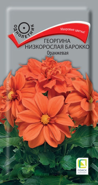 georgina_nizkorosl_barokko_orange