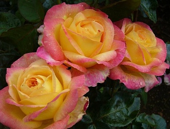 Роза чайно-гибридная Пульман Ориент Экспресс