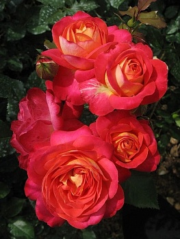 Роза флорибунда Мидсаммэ