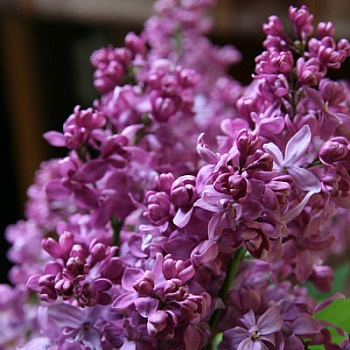 Сирень обыкновенная Богдан Хмельницкий