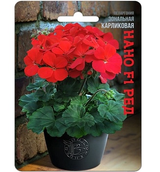 Пеларгония Нано Ред карликовая 5шт