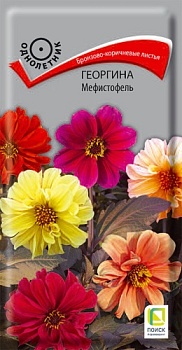 Георгина Мефистофель (0,2гр)