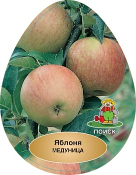 Яблоня Медуница (в агрономической сетке)