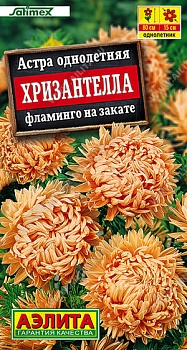 Астра Хризантелла Фламинго На Закате 15шт