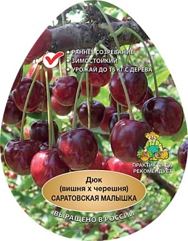 Вишня x черешня (дюк) Саратовская малышка (Малышка) (в агрономической сетке)