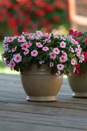 katarantus_ampelnyy_mediterranean_stroberri_1 (1)