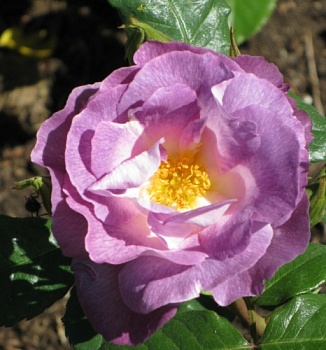 Роза флорибунда Блю Фор Ю