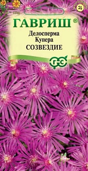 Делосперма купера Созвездие, 7шт