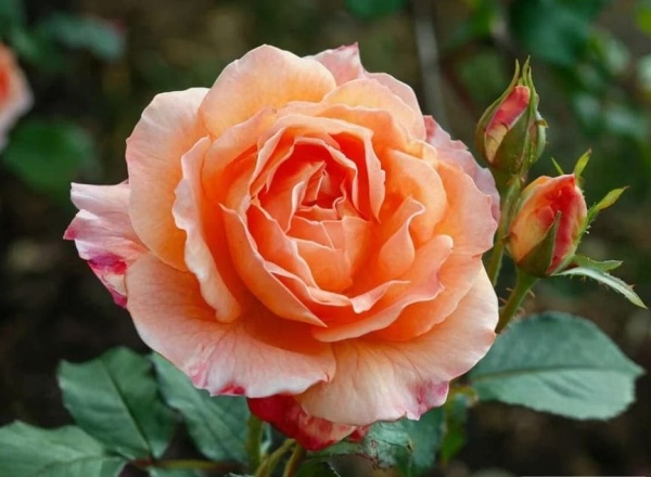 Августа Луиза (1)