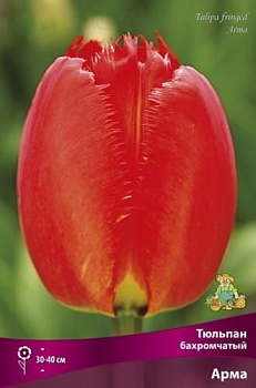 Тюльпан бахромчатый Арма (цена за 1 луковицу)